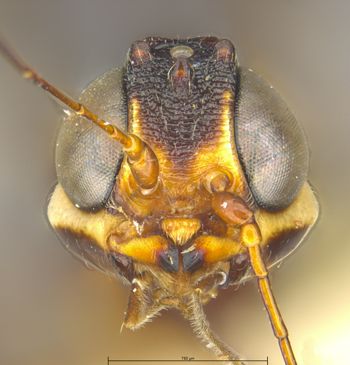 Media type: image;   Entomology 9051 Aspect: head frontal view